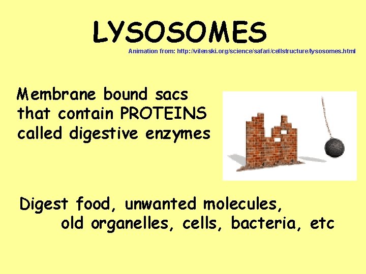 LYSOSOMES Animation from: http: //vilenski. org/science/safari/cellstructure/lysosomes. html Membrane bound sacs that contain PROTEINS called