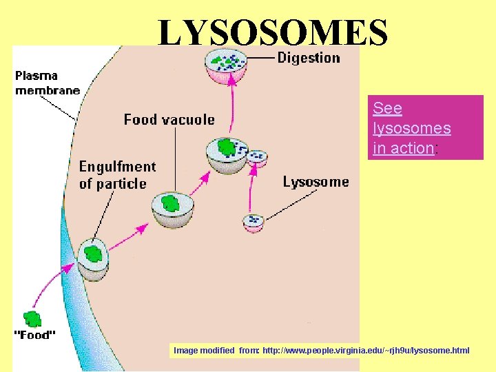 LYSOSOMES See lysosomes in action: Image modified from: http: //www. people. virginia. edu/~rjh 9