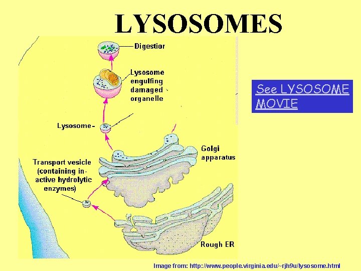 LYSOSOMES See LYSOSOME MOVIE Image from: http: //www. people. virginia. edu/~rjh 9 u/lysosome. html