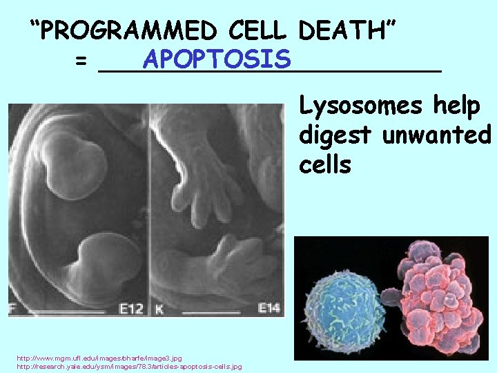 “PROGRAMMED CELL DEATH” APOPTOSIS = ___________ Lysosomes help digest unwanted cells http: //www. mgm.