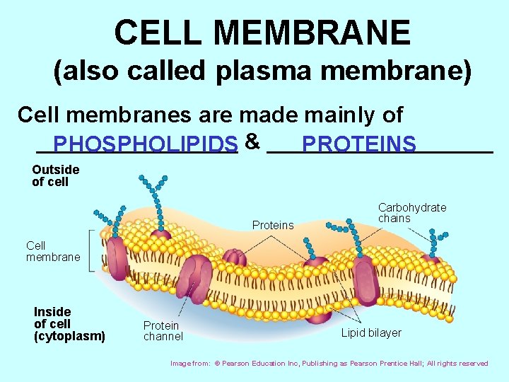 CELL MEMBRANE (also called plasma membrane) Cell membranes are made mainly of ________ PHOSPHOLIPIDS