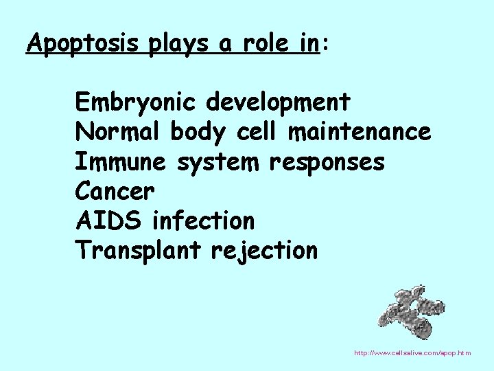 Apoptosis plays a role in: Embryonic development Normal body cell maintenance Immune system responses