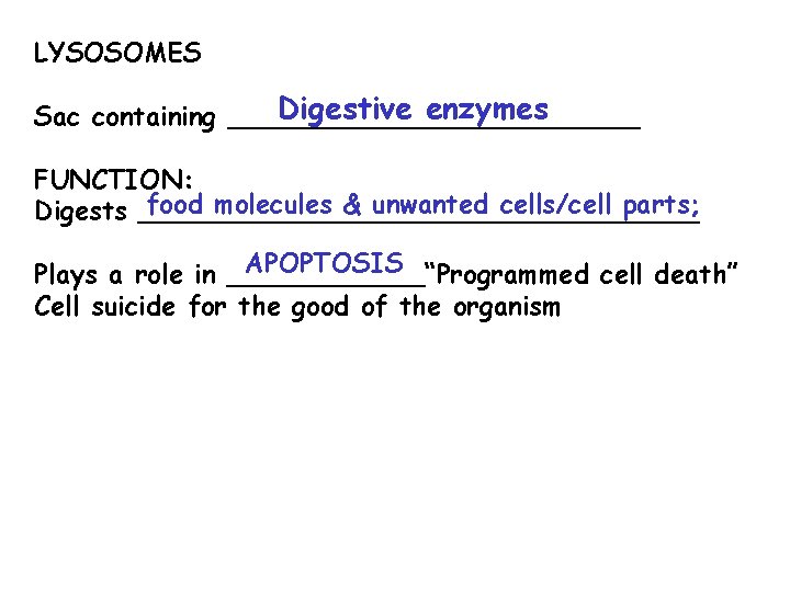 LYSOSOMES Digestive enzymes Sac containing _____________ FUNCTION: food molecules & unwanted cells/cell parts; Digests