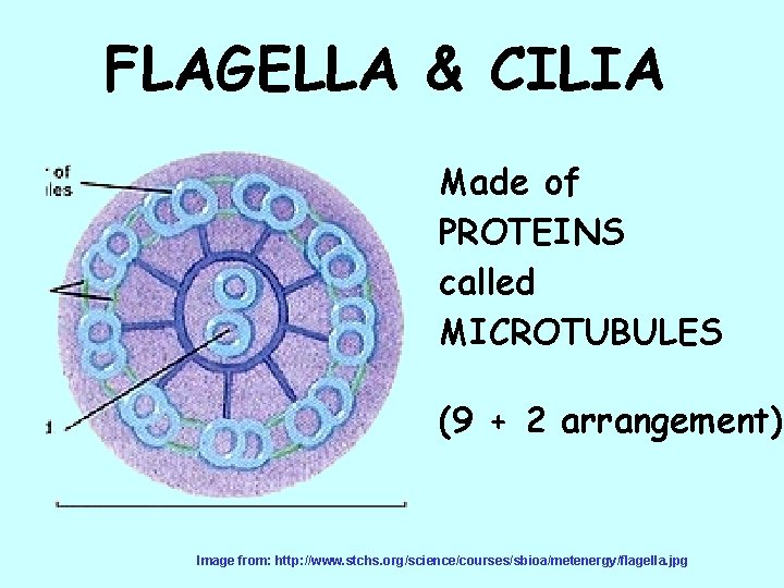 FLAGELLA & CILIA Made of PROTEINS called MICROTUBULES (9 + 2 arrangement) Image from: