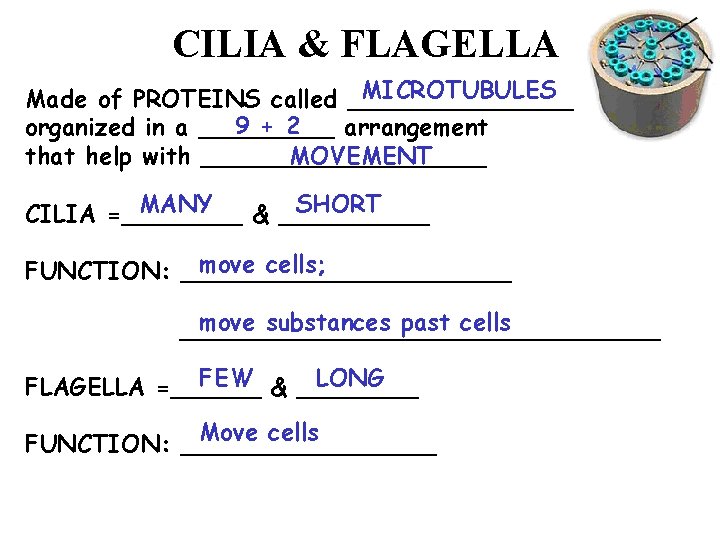 CILIA & FLAGELLA MICROTUBULES Made of PROTEINS called ________ 9 + 2 organized in