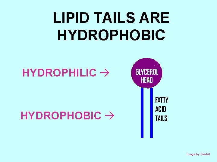 LIPID TAILS ARE HYDROPHOBIC HYDROPHILIC HYDROPHOBIC Image by Riedell 