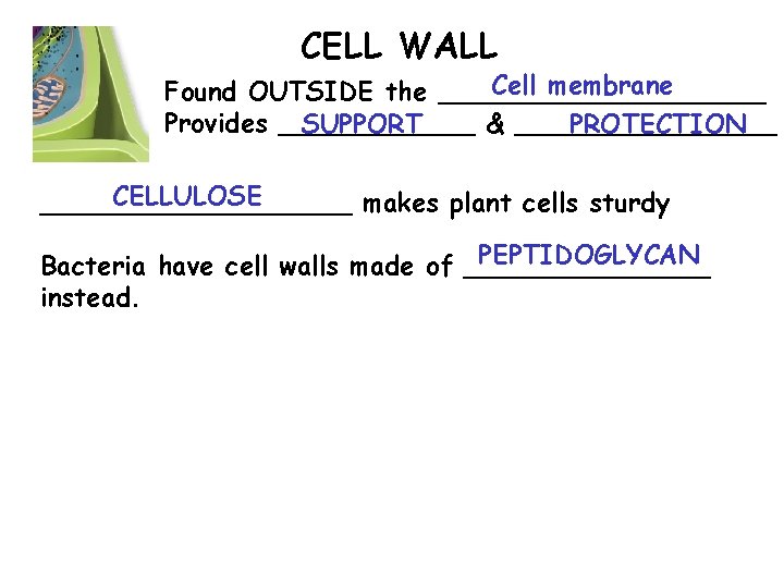 CELL WALL Cell membrane Found OUTSIDE the __________ Provides ______ & ________ SUPPORT PROTECTION