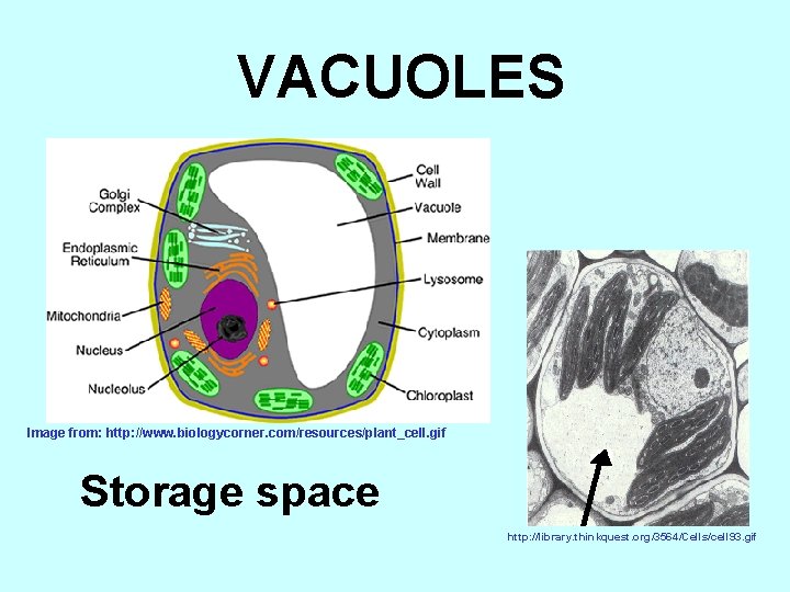 VACUOLES Image from: http: //www. biologycorner. com/resources/plant_cell. gif Storage space http: //library. thinkquest. org/3564/Cells/cell
