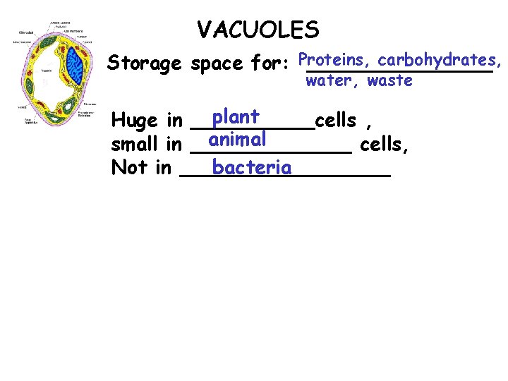 VACUOLES carbohydrates, Storage space for: Proteins, ________ water, waste plant Huge in _____cells ,