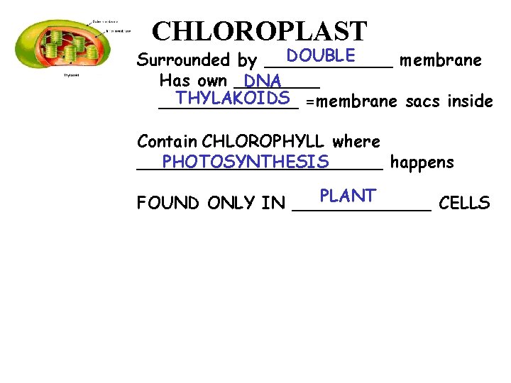 CHLOROPLAST DOUBLE Surrounded by ______ membrane Has own ____ DNA THYLAKOIDS =membrane sacs inside