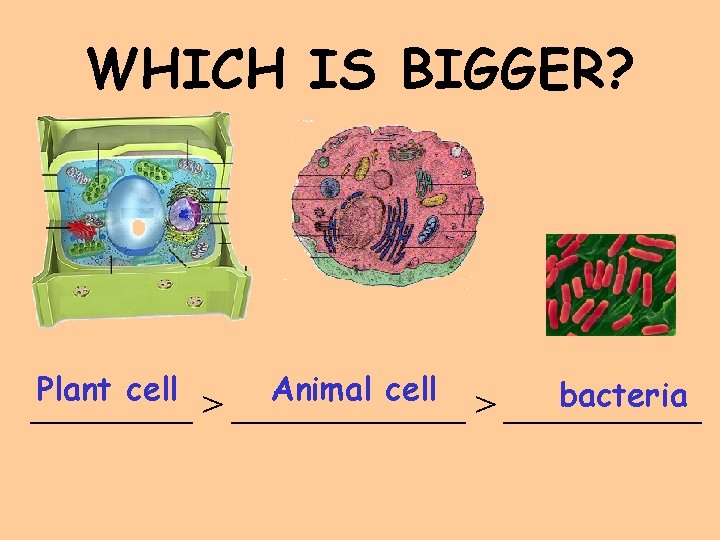 WHICH IS BIGGER? Plant cell Animal cell bacteria _________ > ___________ 