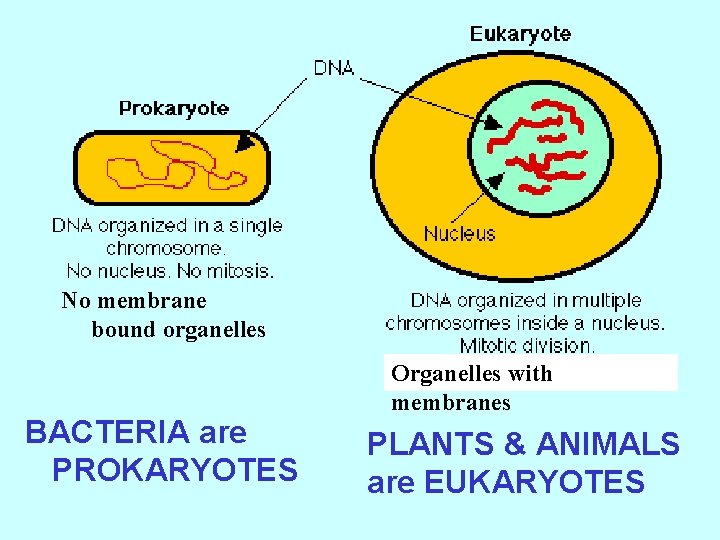 No membrane bound organelles BACTERIA are PROKARYOTES Organelles with membranes PLANTS & ANIMALS are