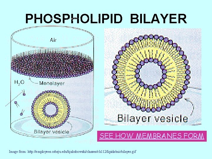 PHOSPHOLIPID BILAYER SEE HOW MEMBRANES FORM Image from: http: //employees. csbsju. edu/hjakubowski/classes/ch 112/lipids/micbilayer. gif