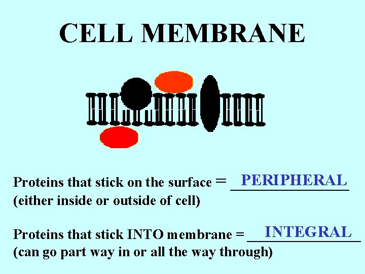 CELL MEMBRANE Proteins that stick on the surface = (either inside or outside of