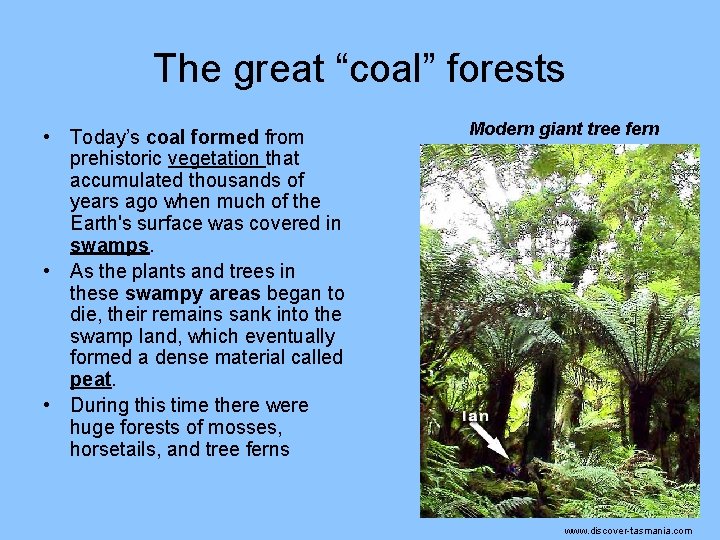 The great “coal” forests • Today’s coal formed from prehistoric vegetation that accumulated thousands