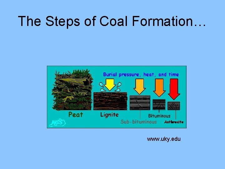 The Steps of Coal Formation… www. uky. edu 