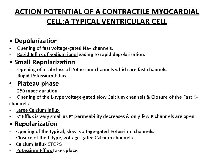 ACTION POTENTIAL OF A CONTRACTILE MYOCARDIAL CELL: A TYPICAL VENTRICULAR CELL • Depolarization -