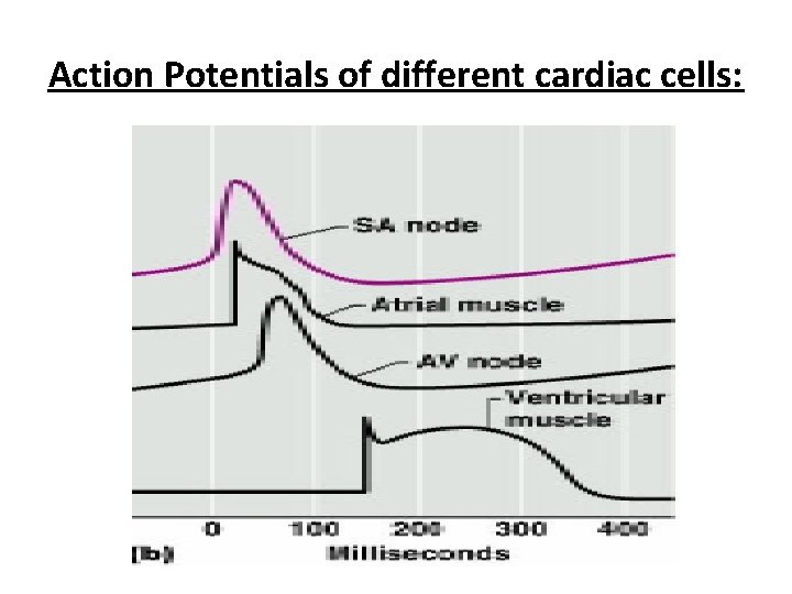 Action Potentials of different cardiac cells: 