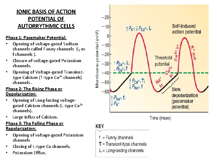 IONIC BASIS OF ACTION POTENTIAL OF AUTORRYTHMIC CELLS Phase 1: Pacemaker Potential: • Opening
