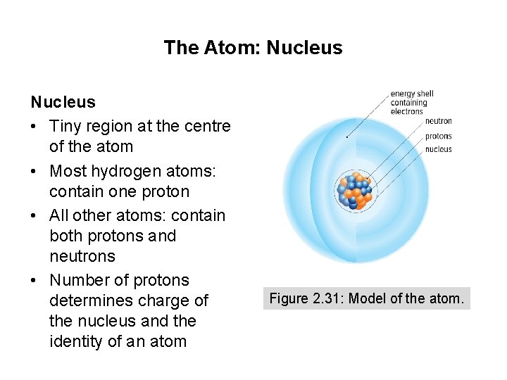 The Atom: Nucleus • Tiny region at the centre of the atom • Most