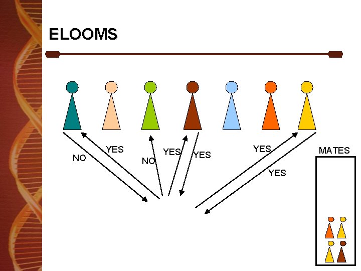 ELOOMS NO YES YES YES MATES ELOOMS NO YES YES YES MATES