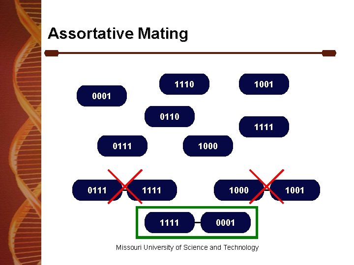 Assortative Mating 1110 1001 0110 1111 0111 1000 1111 1000 0001 Missouri University of