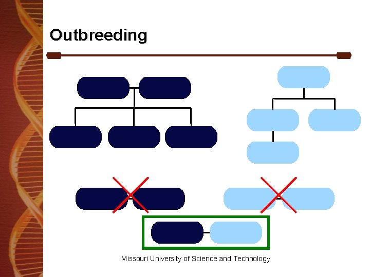 Outbreeding Missouri University of Science and Technology 