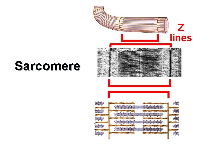 Z lines Sarcomere 