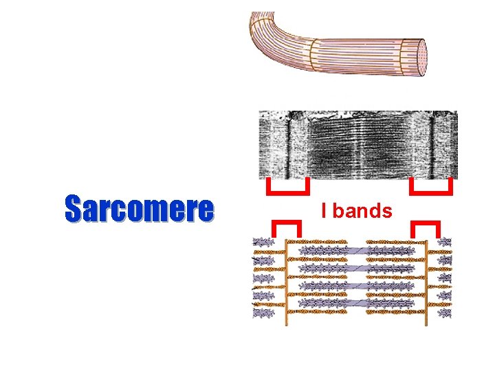 Sarcomere I bands 