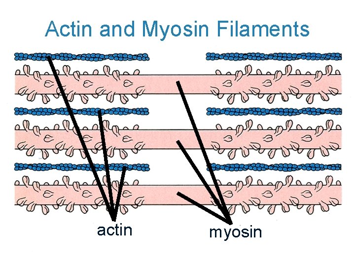 Actin and Myosin Filaments actin myosin 