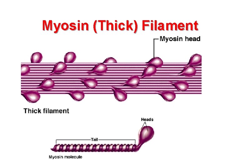 Myosin (Thick) Filament 