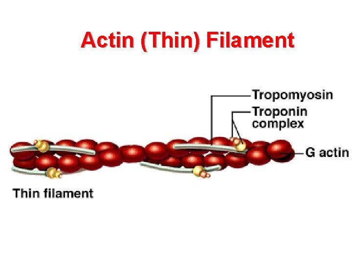 Actin (Thin) Filament 