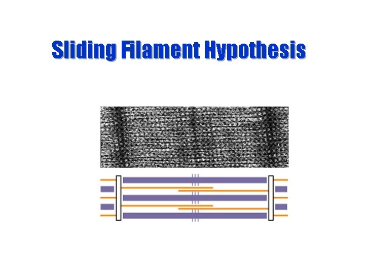 Sliding Filament Hypothesis 