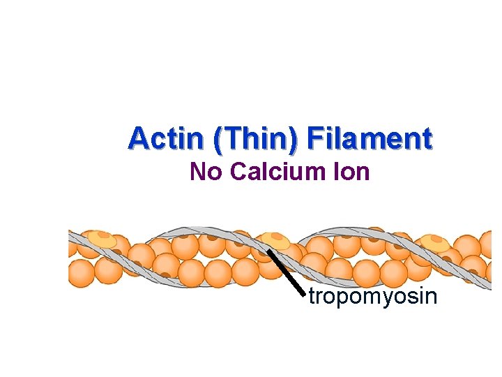 Actin (Thin) Filament No Calcium Ion tropomyosin 