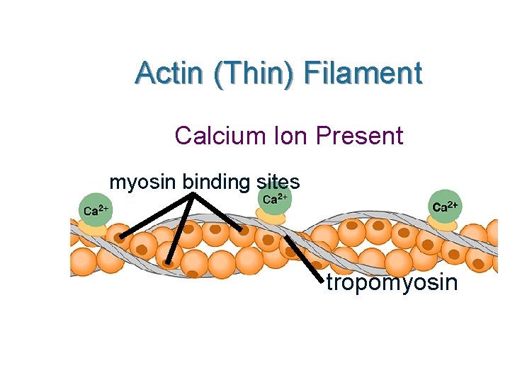 Actin (Thin) Filament Calcium Ion Present myosin binding sites tropomyosin 