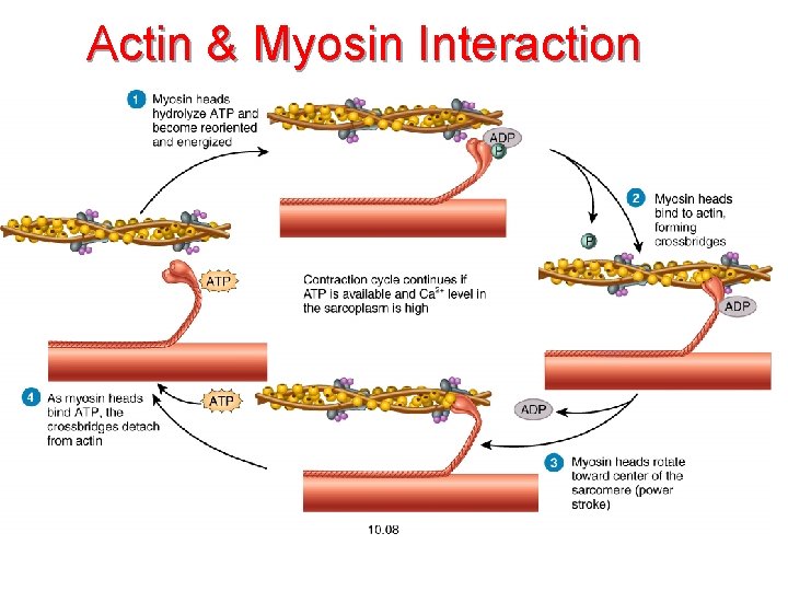 Actin & Myosin Interaction 