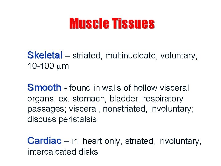 Muscle Tissues Skeletal – striated, multinucleate, voluntary, 10 -100 m Smooth - found in