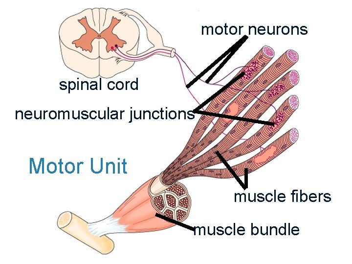 Biology 100 Human Biology motor neurons spinal cord neuromuscular junctions Motor Unit muscle fibers