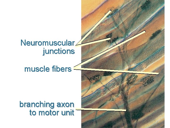 Neuromuscular junctions muscle fibers branching axon to motor unit 