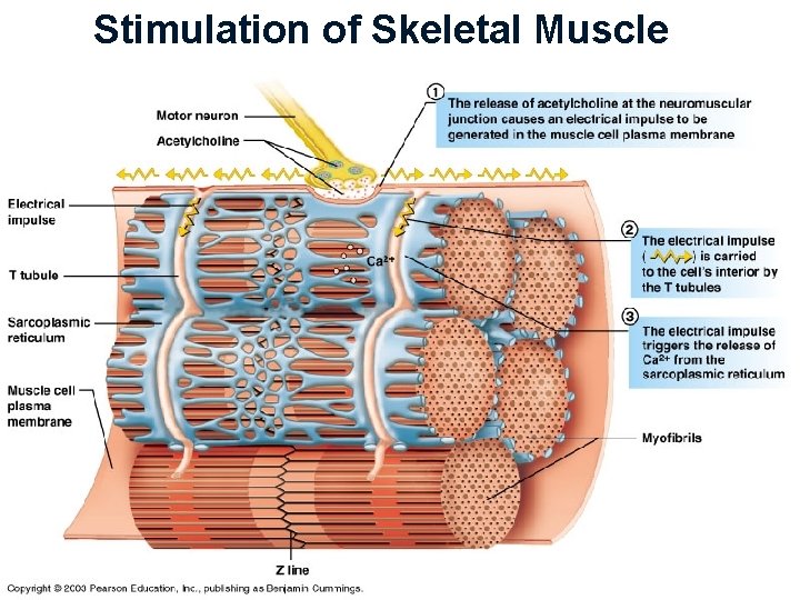 Stimulation of Skeletal Muscle 