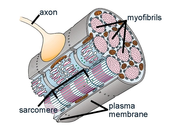 axon sarcomere myofibrils plasma membrane 