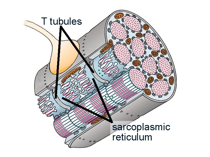 T tubules sarcoplasmic reticulum 