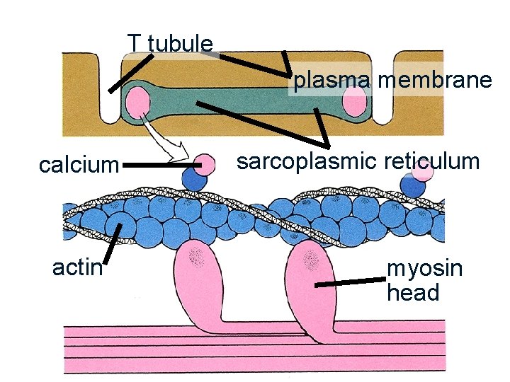 T tubule plasma membrane calcium actin sarcoplasmic reticulum myosin head 