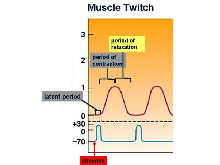 Muscle Twitch period of relaxation period of contraction latent period stimulus 