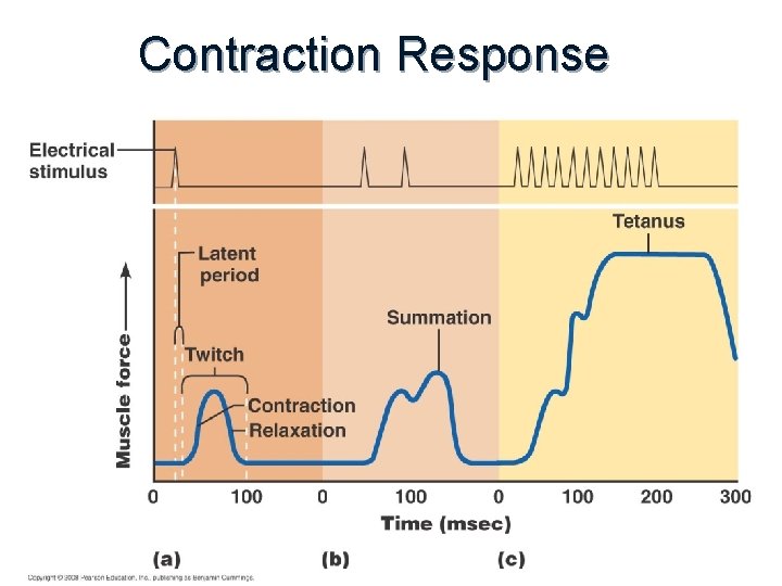 Contraction Response 