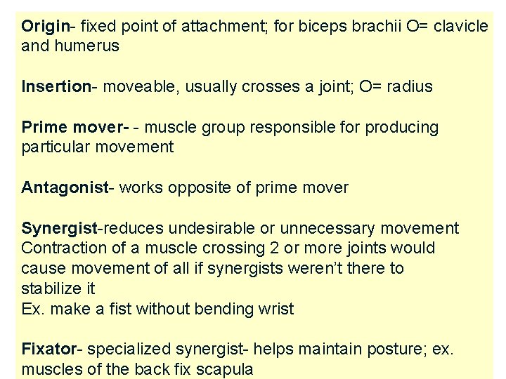 Origin- fixed point of attachment; for biceps brachii O= clavicle and humerus Insertion- moveable,