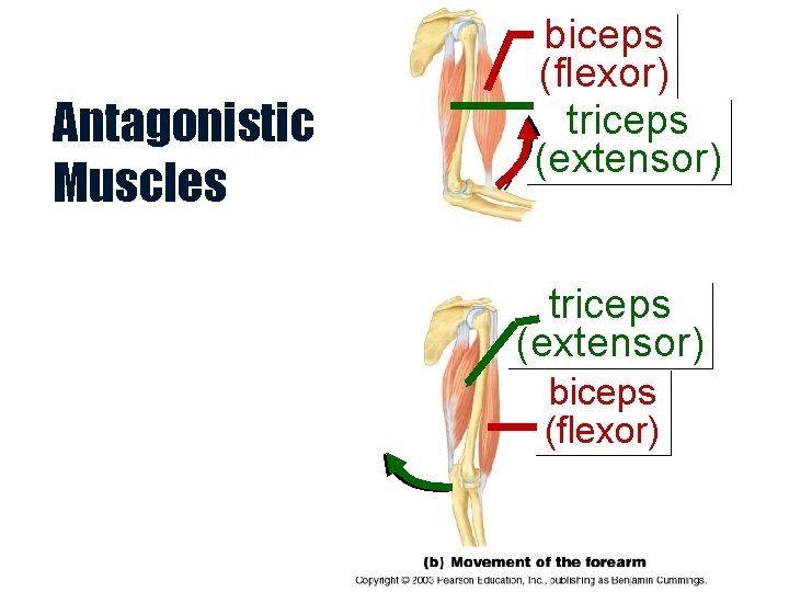 Antagonistic Muscles biceps (flexor) triceps (extensor) biceps (flexor) 