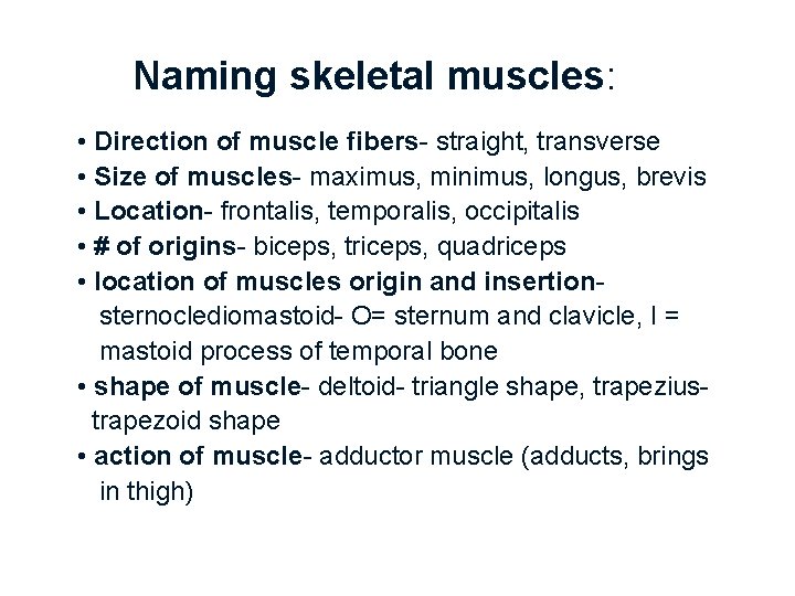 Naming skeletal muscles: • Direction of muscle fibers- straight, transverse • Size of muscles-