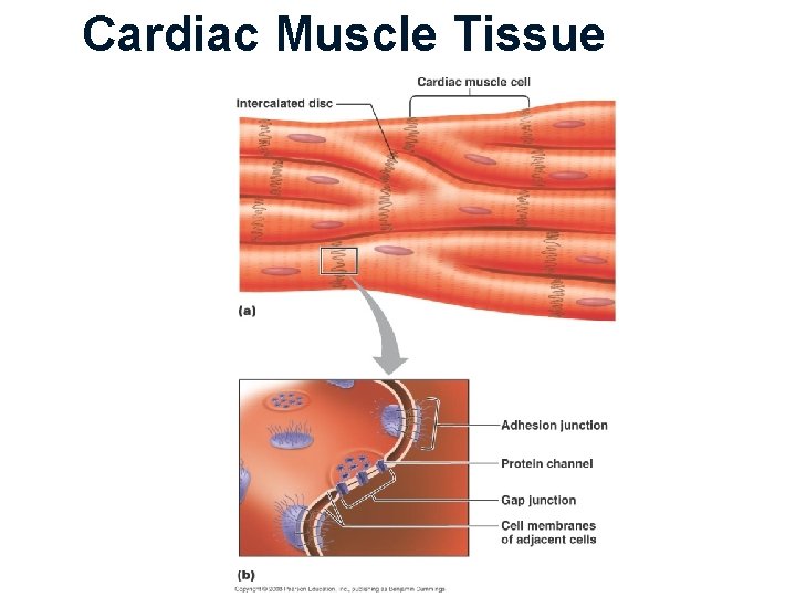 Cardiac Muscle Tissue 