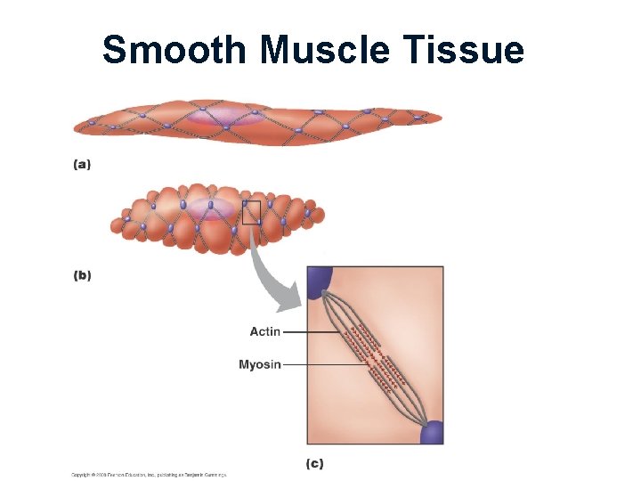 Smooth Muscle Tissue 